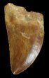 Serrated, Carcharodontosaurus Tooth #42282-2